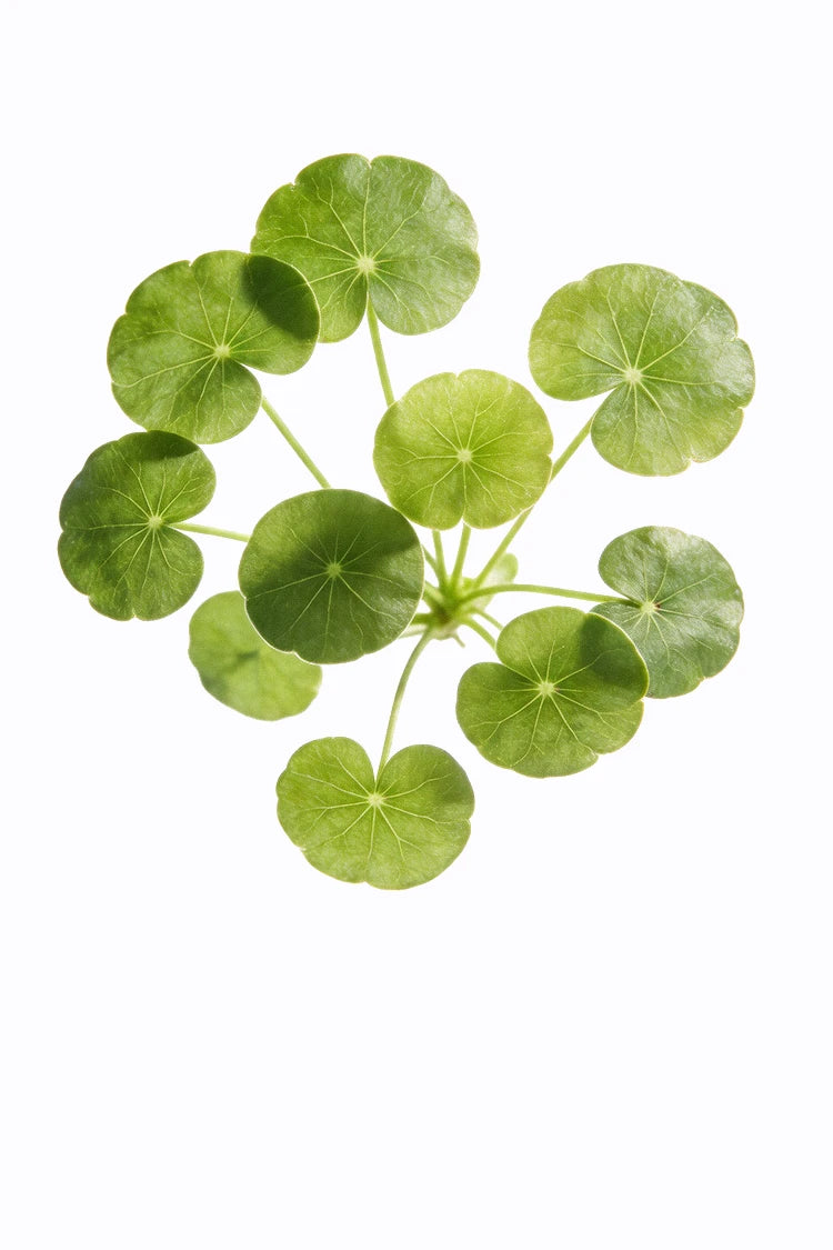 Gotu Kola – Inhaltsstoff im 90-Tage Hautbalance System von healthAesthetics+