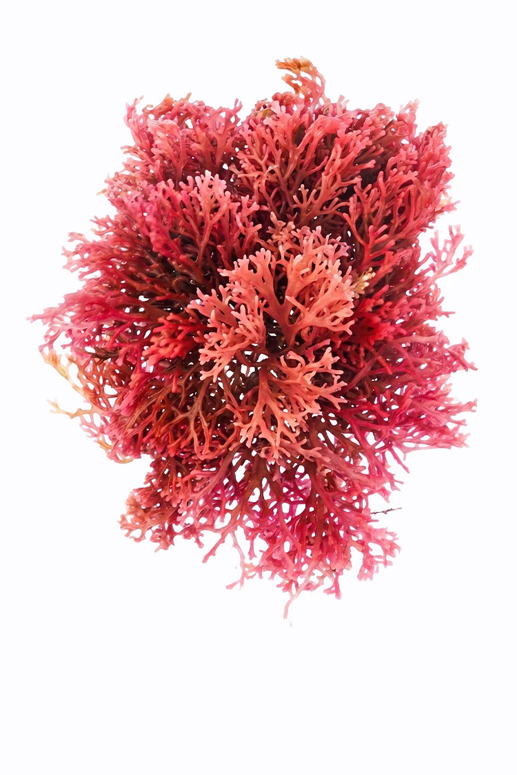 Hämatococcus pluvialis (Astaxanthin) – Inhaltsstoff im Hautbalance System von healthAesthetics+