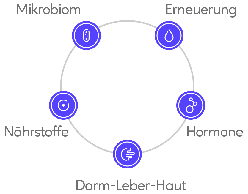 Der systemische Ansatz von healthAesthetics+ – 5-Funktionssysteme