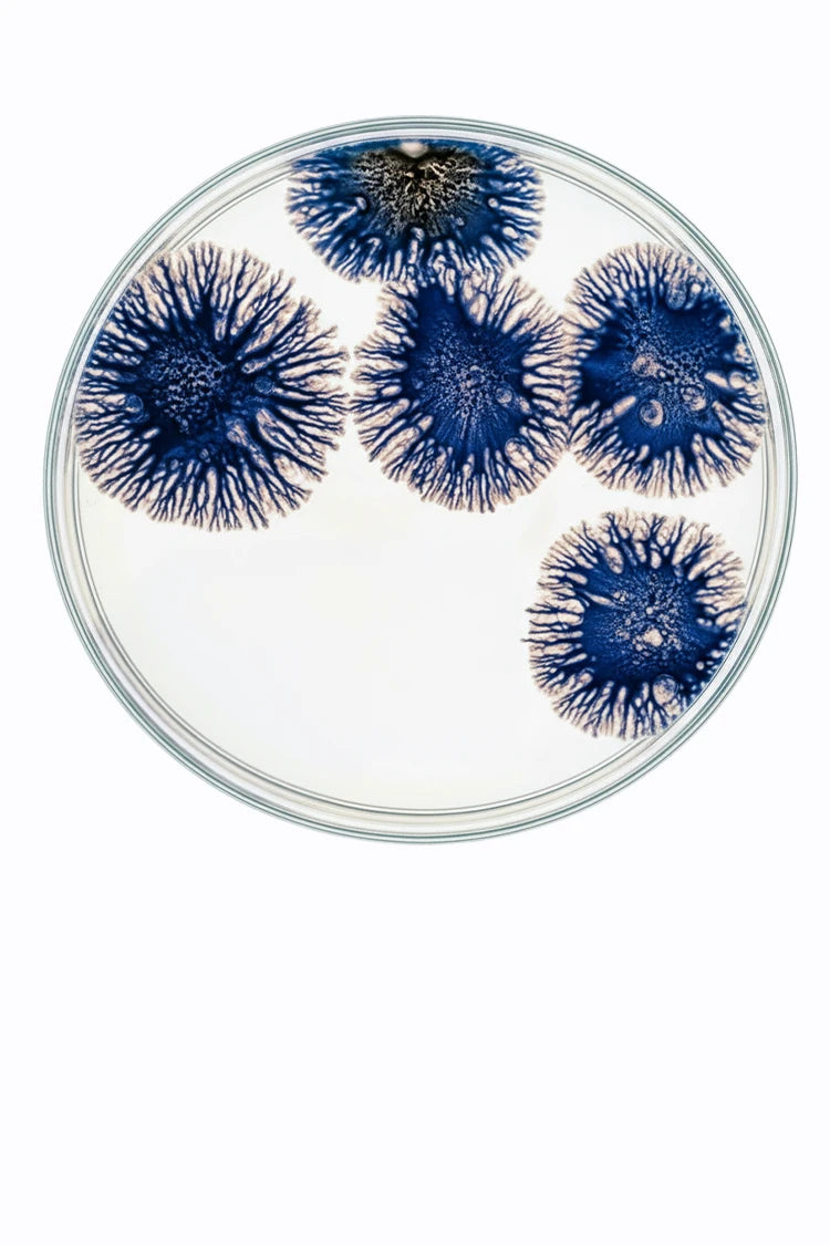 Immunaktivität als Funktionssystem – systemische Darstellung im healthAesthetics+ Ansatz