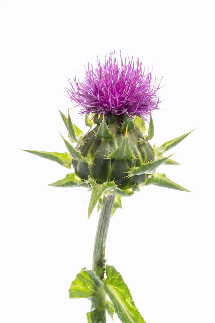 Mariendistel – Leber-Unterstützung im 90-Tage Hautbalance System von healthAesthetics+