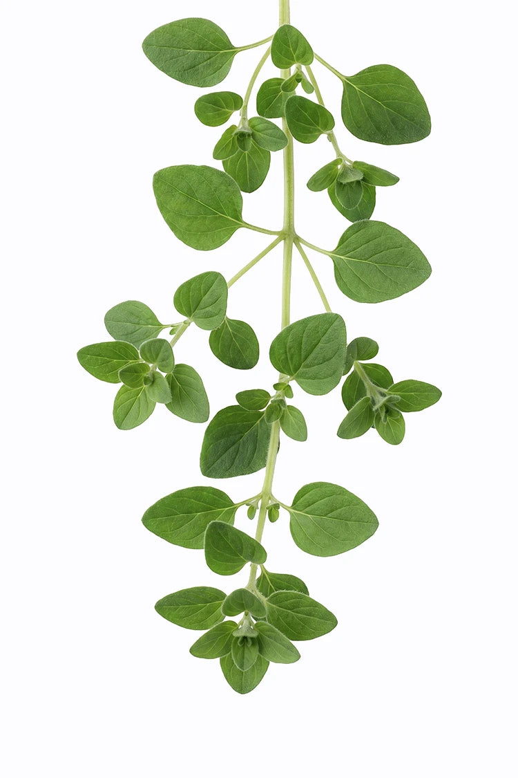 Oregano-Extrakt – Inhaltsstoff im 90-Tage Hautbalance System von healthAesthetics+