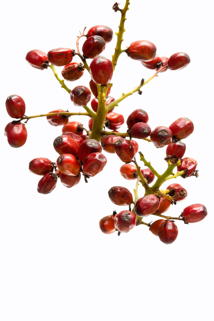 Sägepalmenfrucht-Extrakt – hormonelle Unterstützung im Hautbalance System von healthAesthetics+